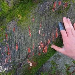 Fresh leopard scratch marks 